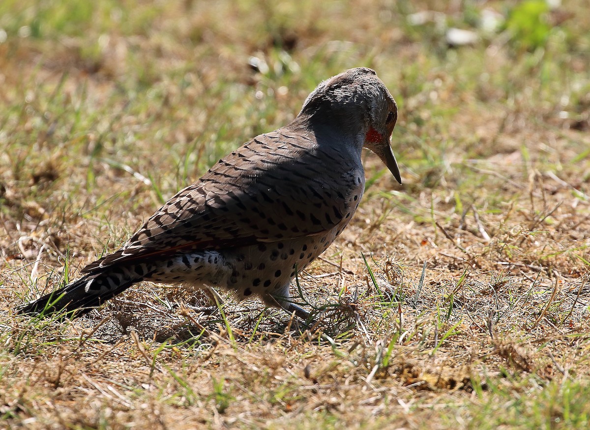 Northern Flicker - ML609617184