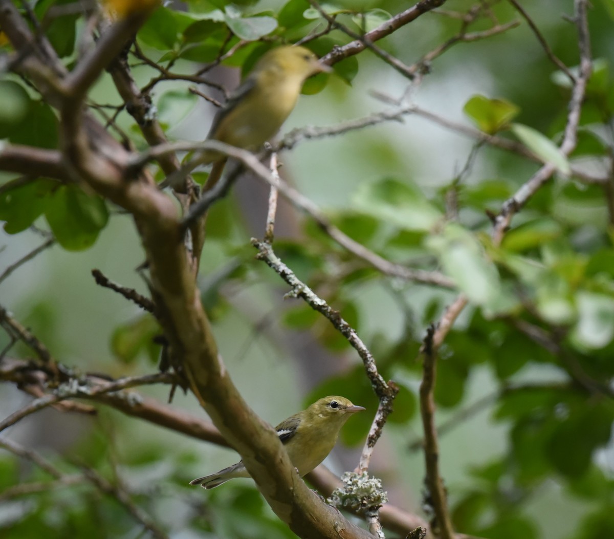 Bay-breasted Warbler - ML609617243