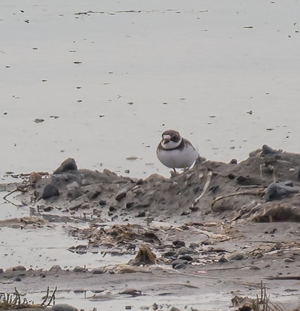 Semipalmated Plover - ML609617261