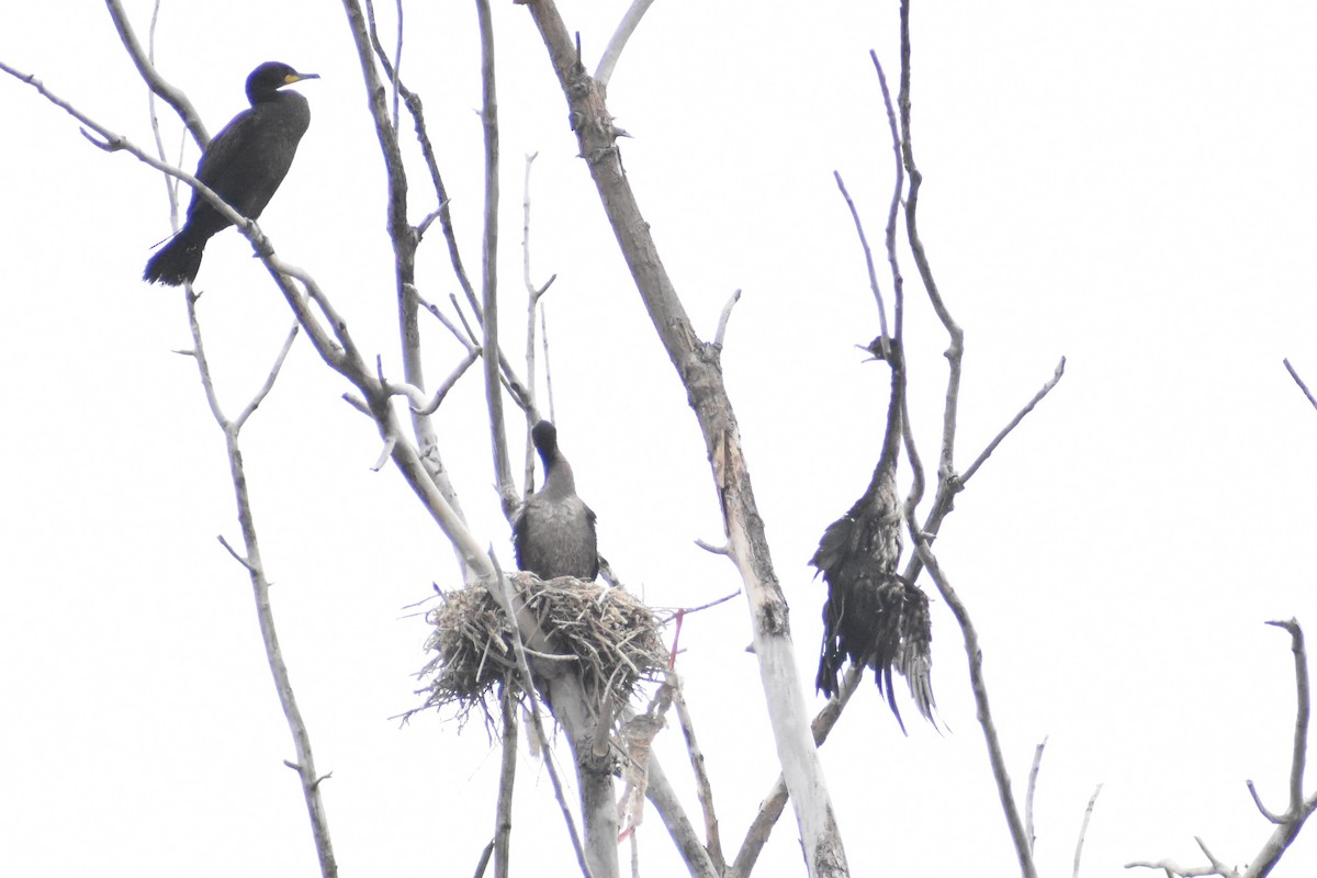 Double-crested Cormorant - Benjamin Ashin