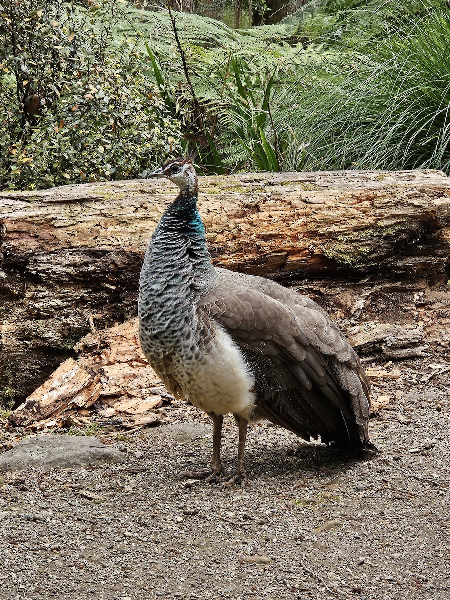 Indian Peafowl - ML609617545