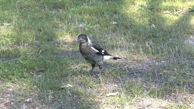 Australian Magpie (Western) - ML609617569