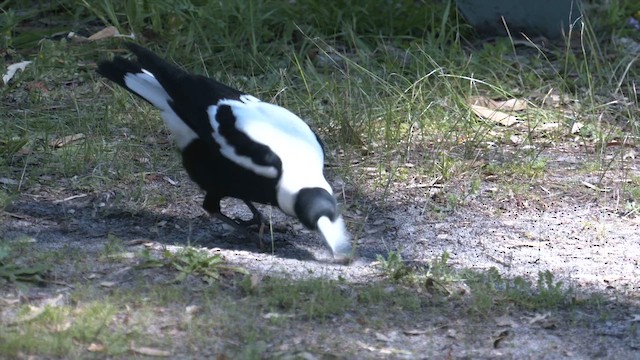 Australian Magpie (Western) - ML609617571