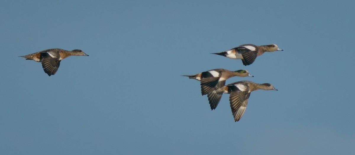 American Wigeon - Rick Wilhoit