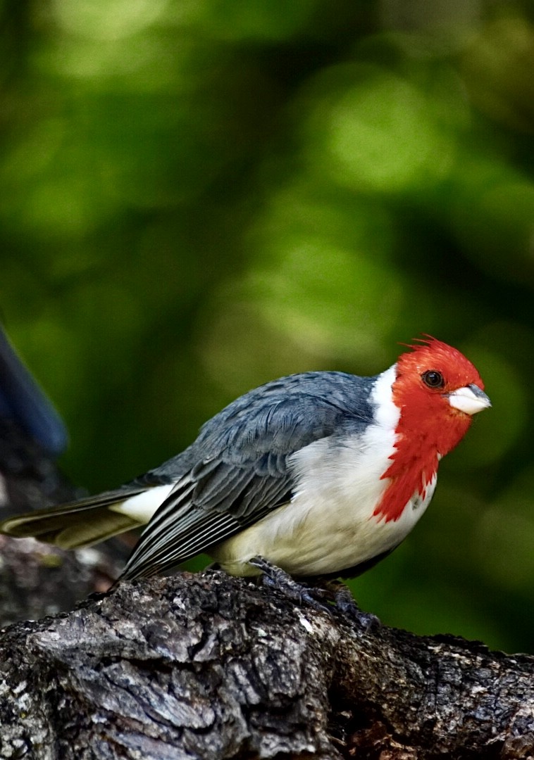 Red-crested Cardinal - ML609617716