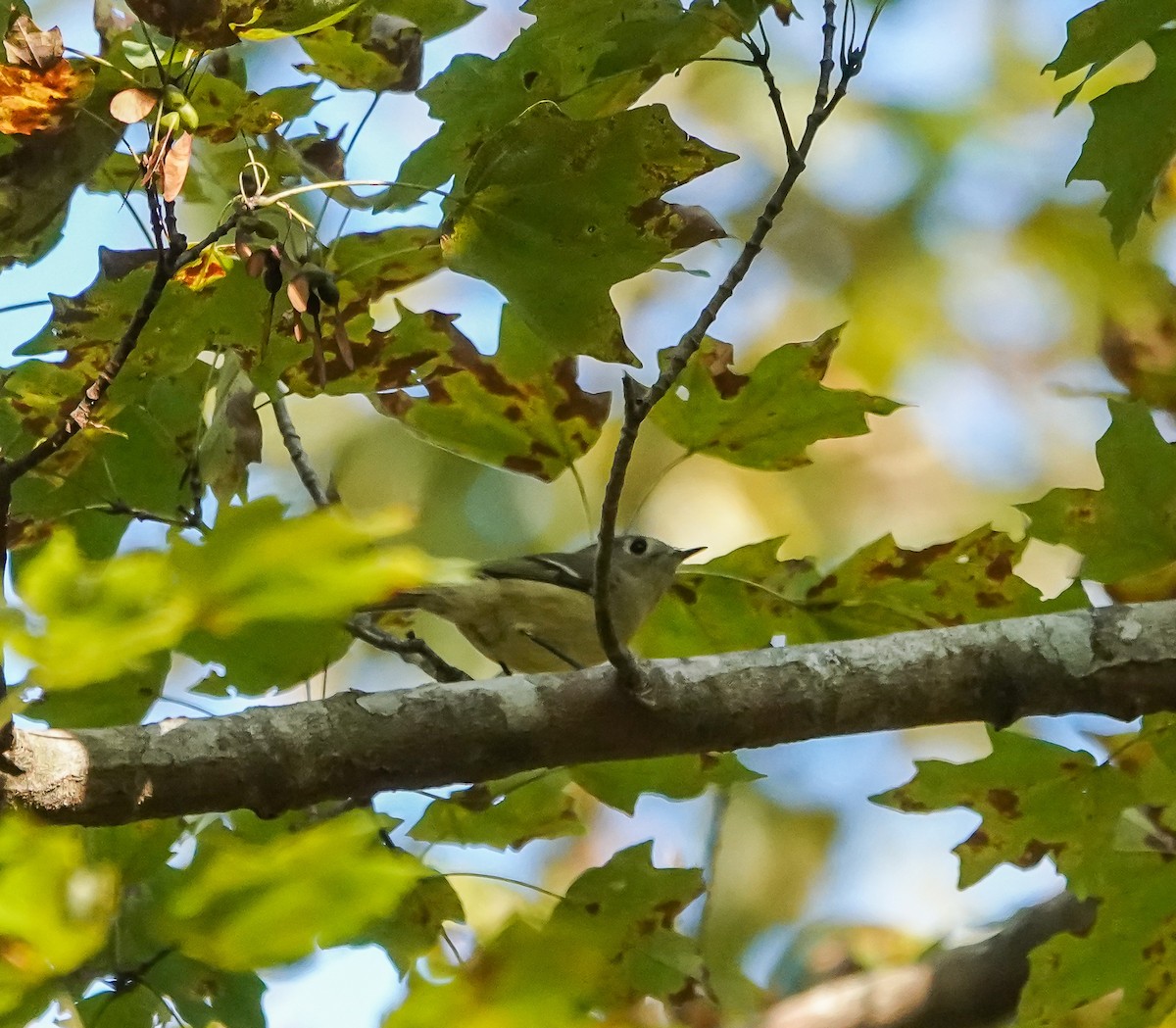 Ruby-crowned Kinglet - ML609617737