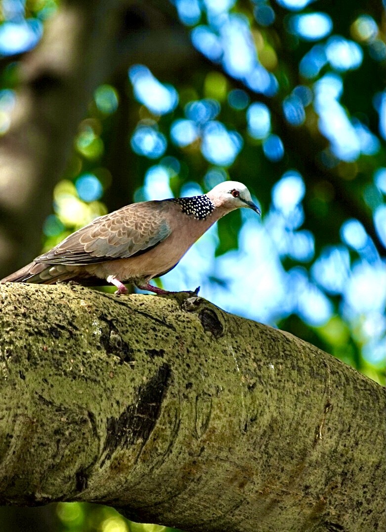 Spotted Dove - ML609617742