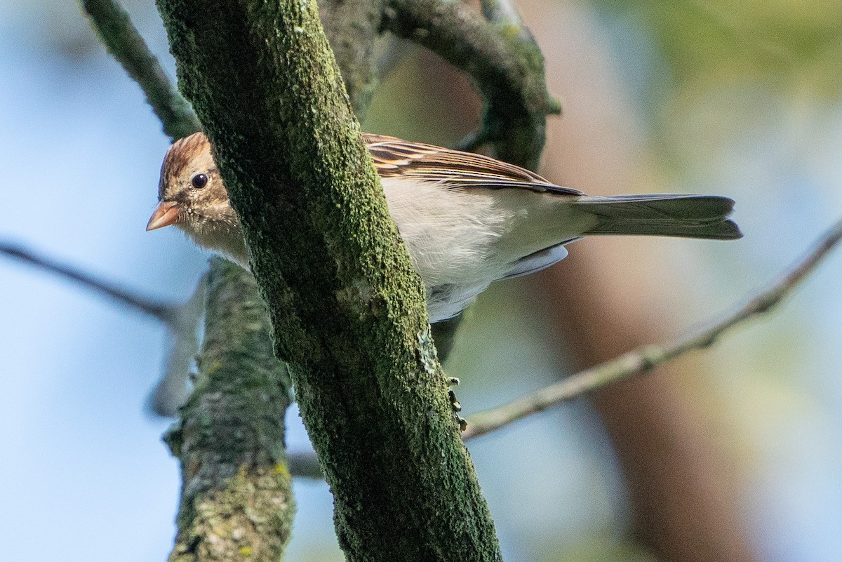 Chipping Sparrow - ML609617811