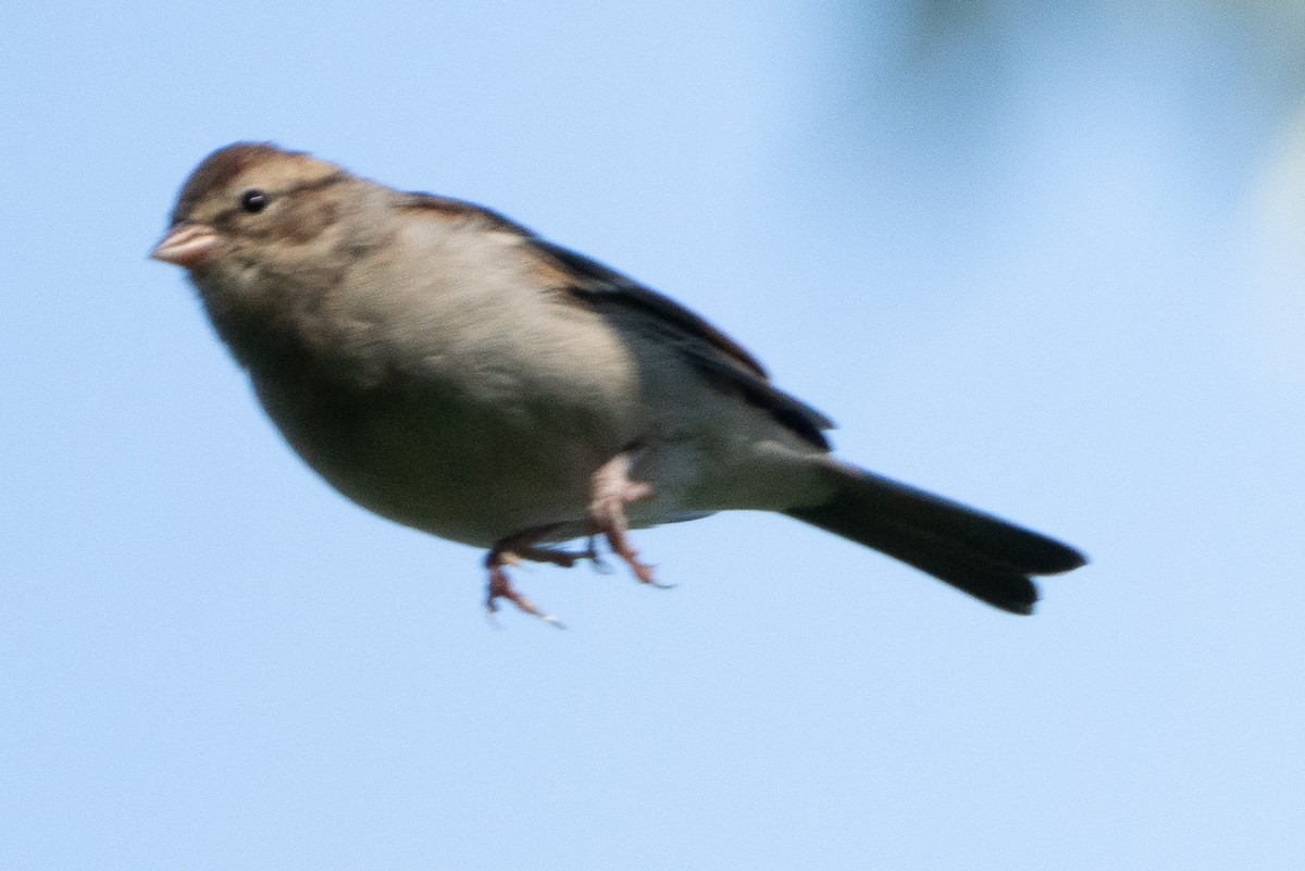 Chipping Sparrow - ML609617818