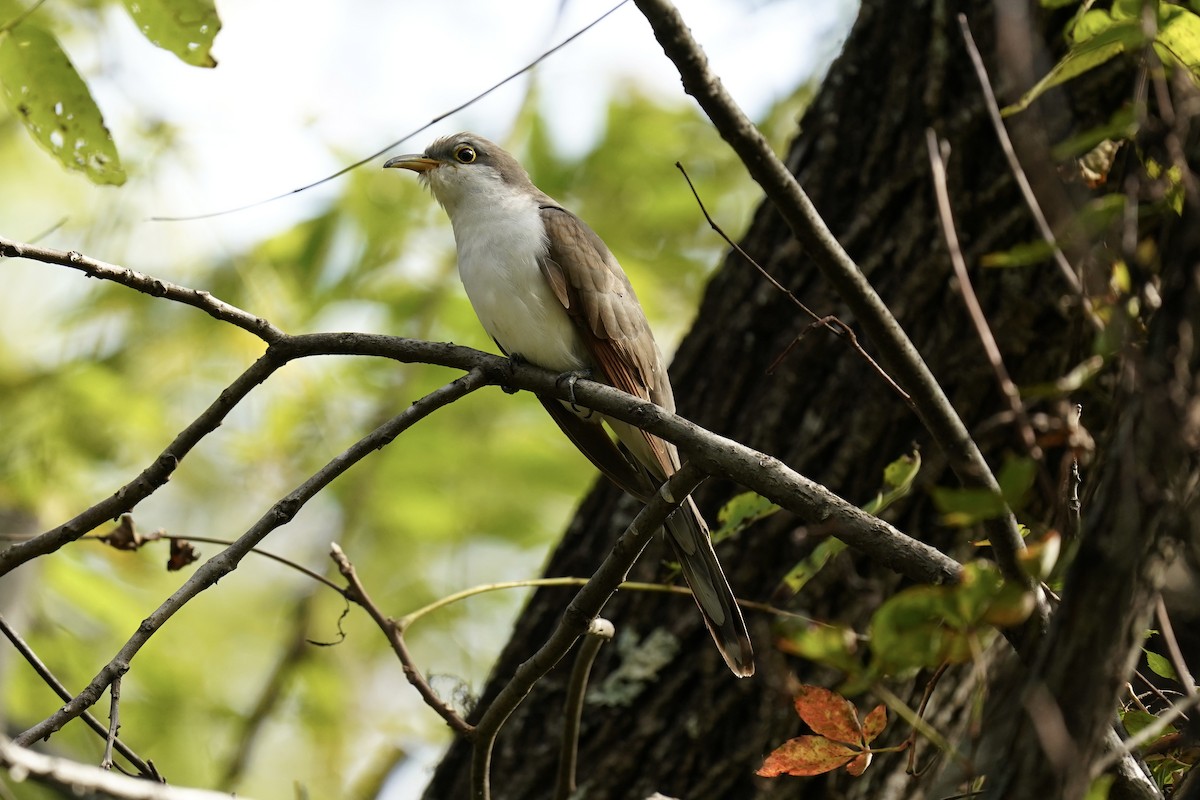 Yellow-billed Cuckoo - ML609617877