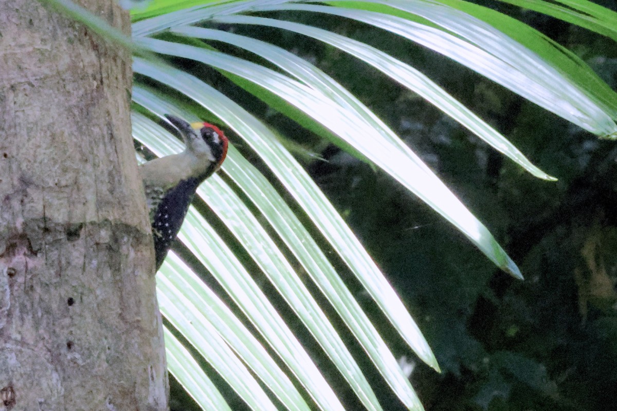 Black-cheeked Woodpecker - ML609617878