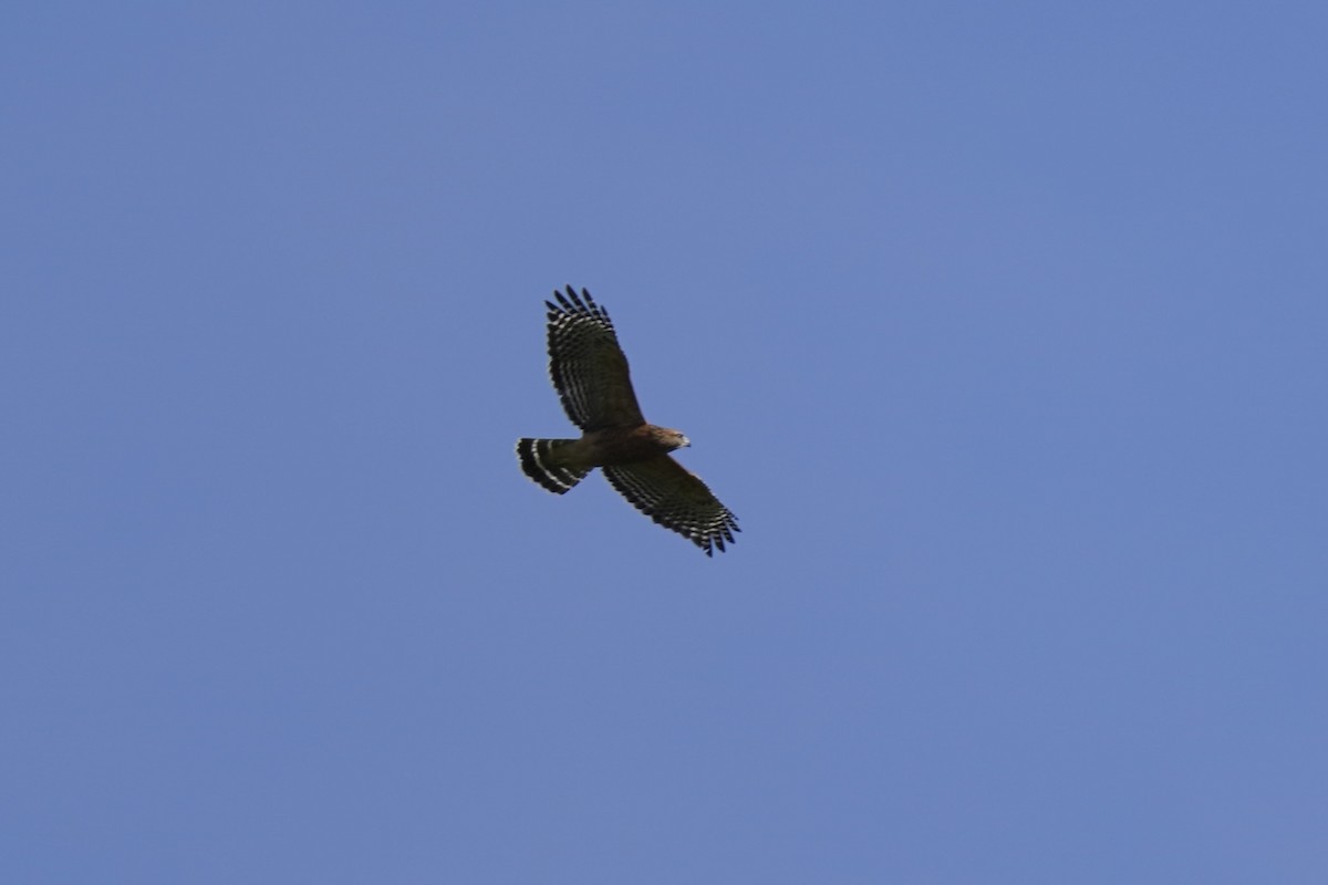 Red-shouldered Hawk - ML609617910