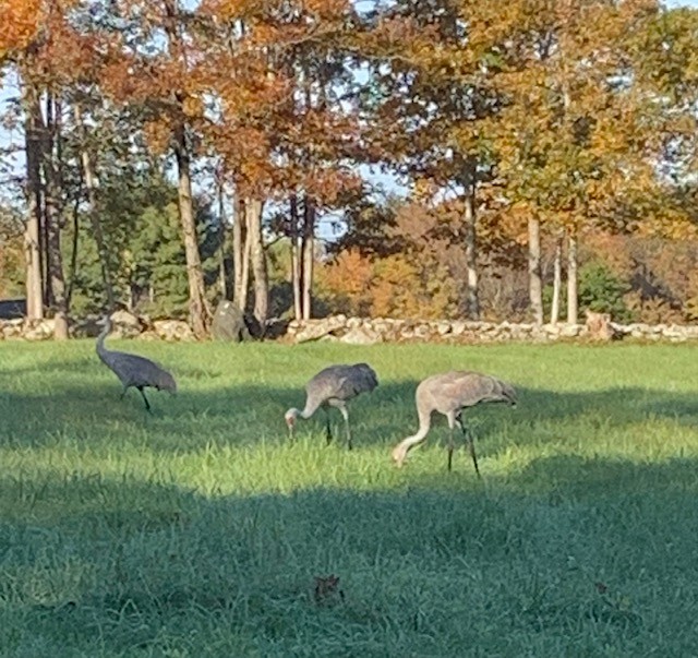 Sandhill Crane - Chris Loscalzo