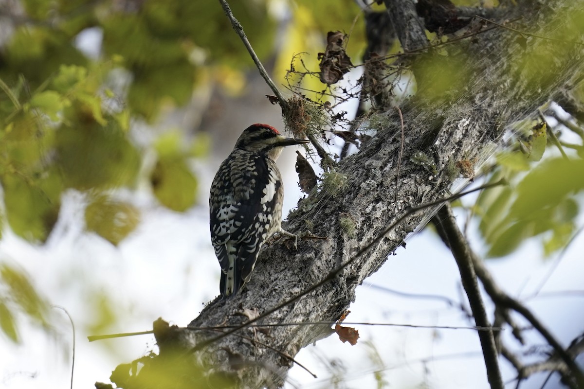 Yellow-bellied Sapsucker - ML609617933