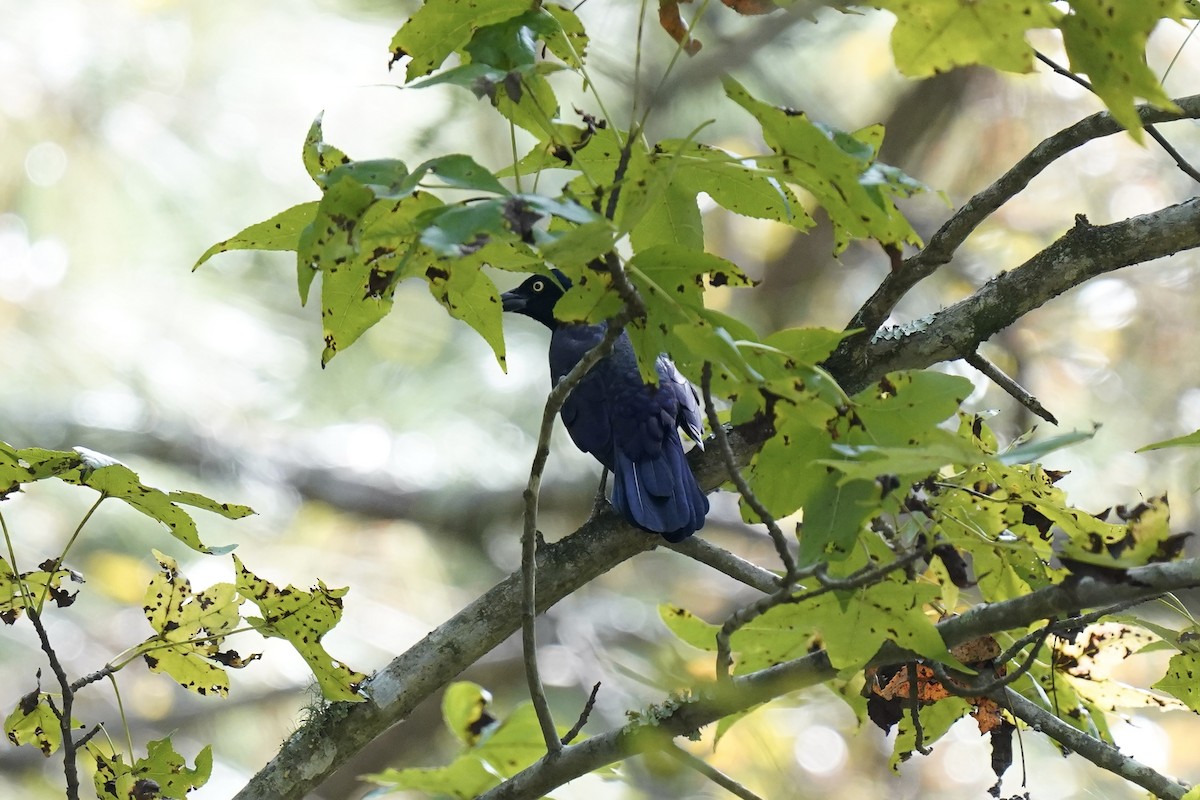Common Grackle - ML609618043