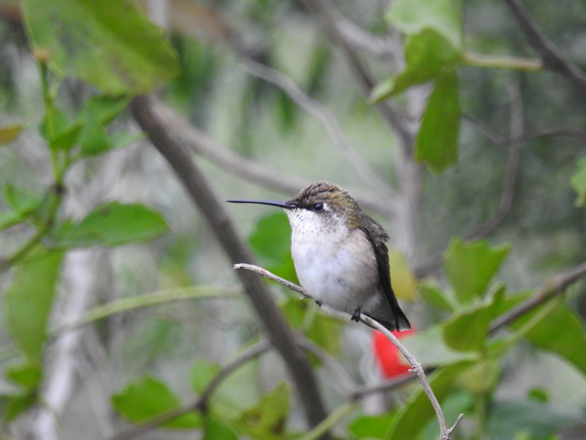 Ruby-throated Hummingbird - ML609618047