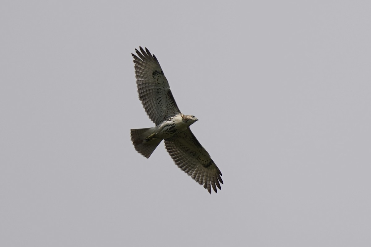 Red-tailed Hawk - ML609618173