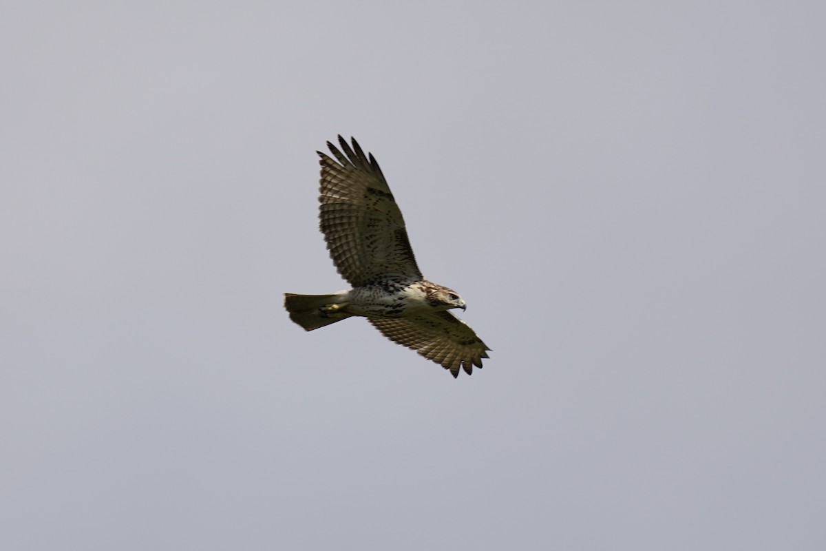 Red-tailed Hawk - ML609618174
