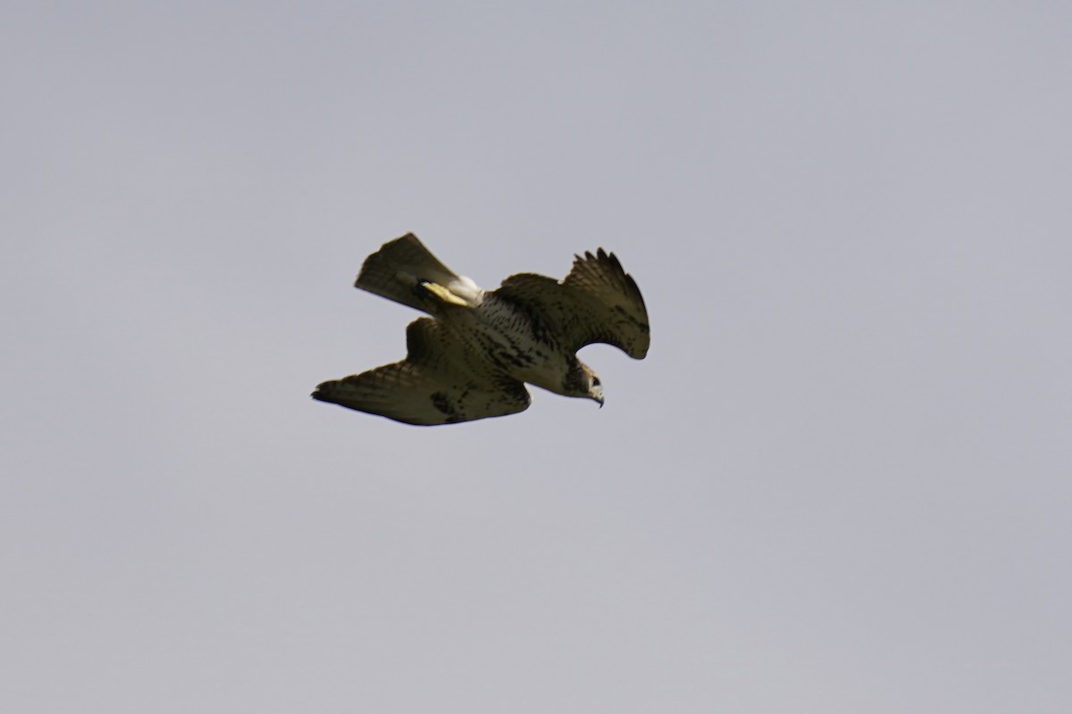 Red-tailed Hawk - ML609618175