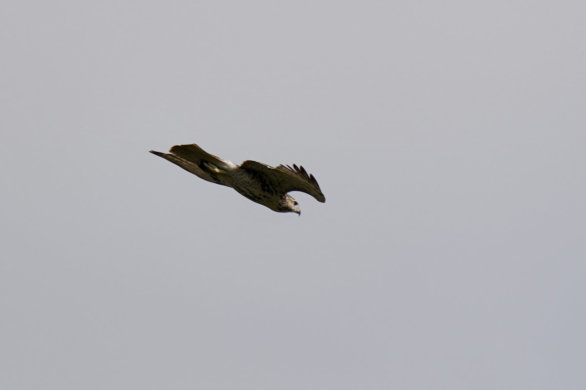 Red-tailed Hawk - ML609618176