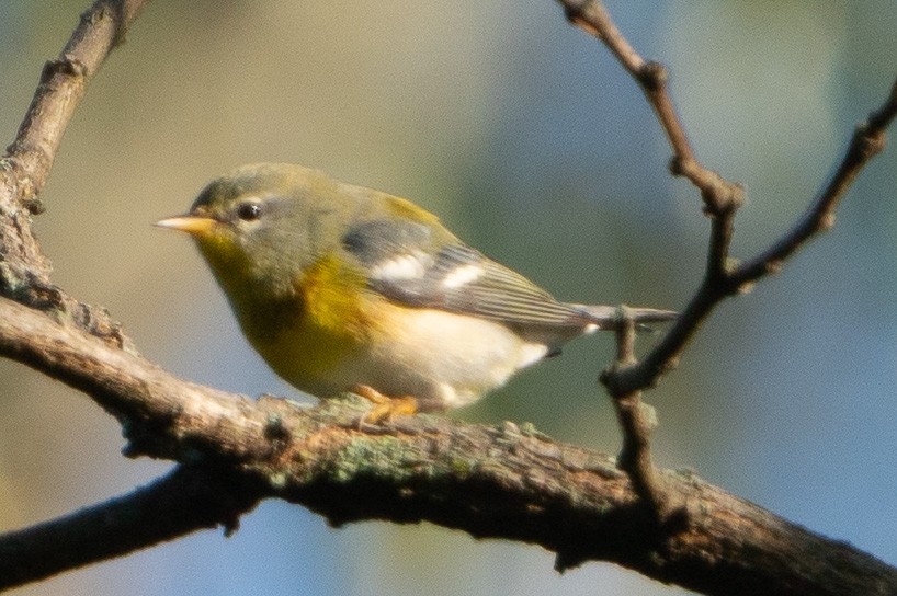 Northern Parula - ML609618265