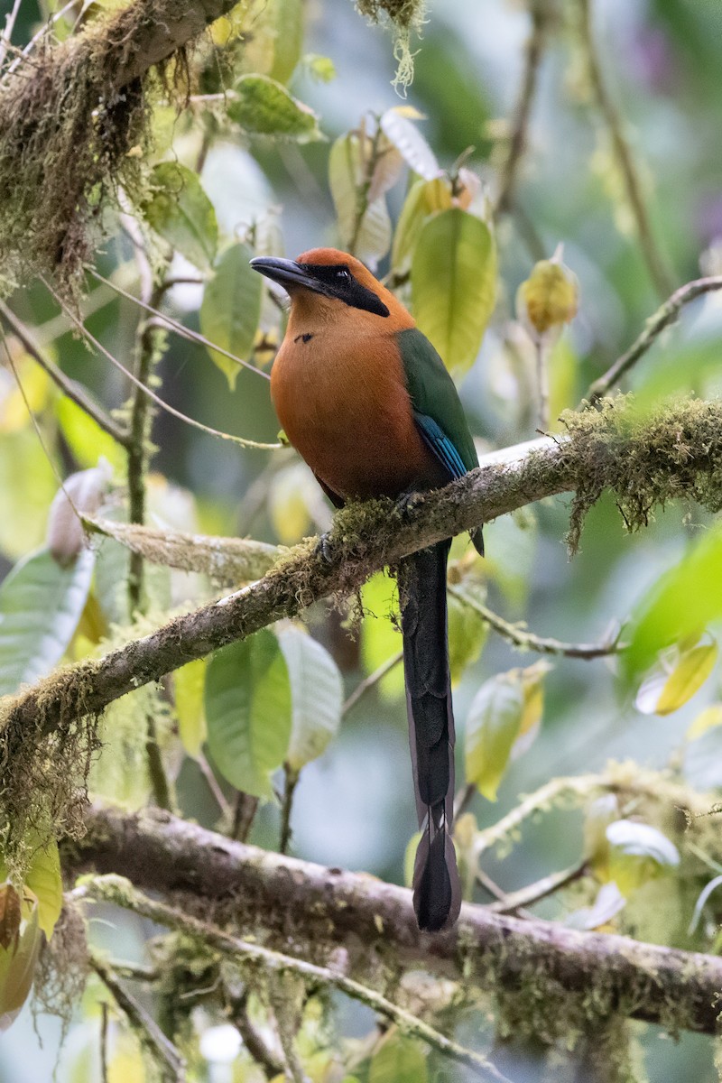 Rufous Motmot - ML609618321