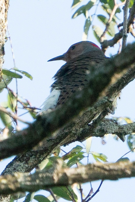 Northern Flicker - ML609618339