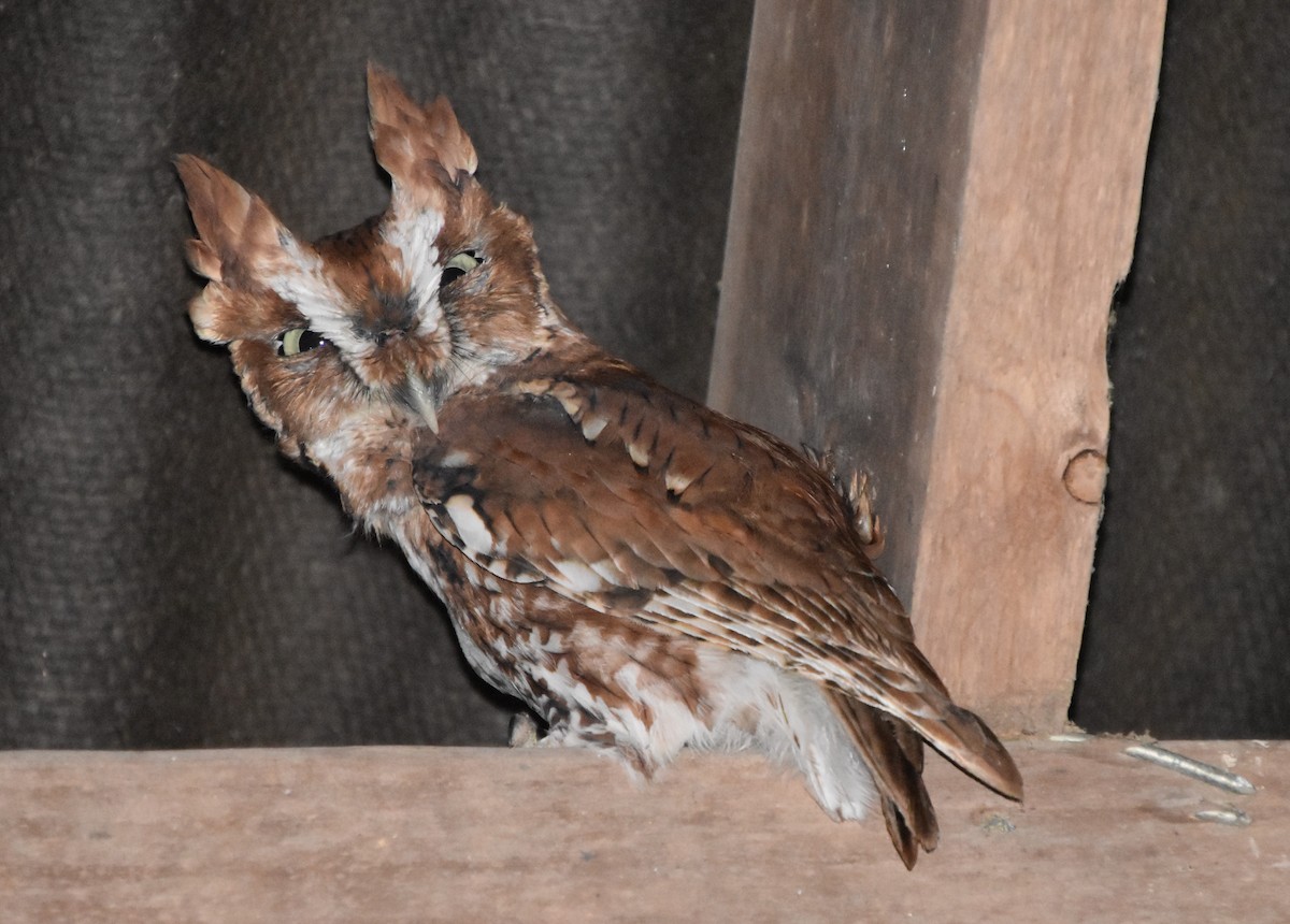 Eastern Screech-Owl - ML609618486