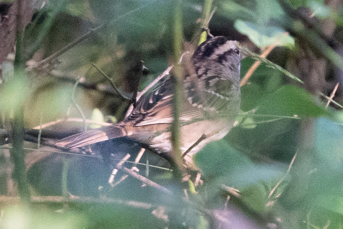 White-throated Sparrow - ML609618497