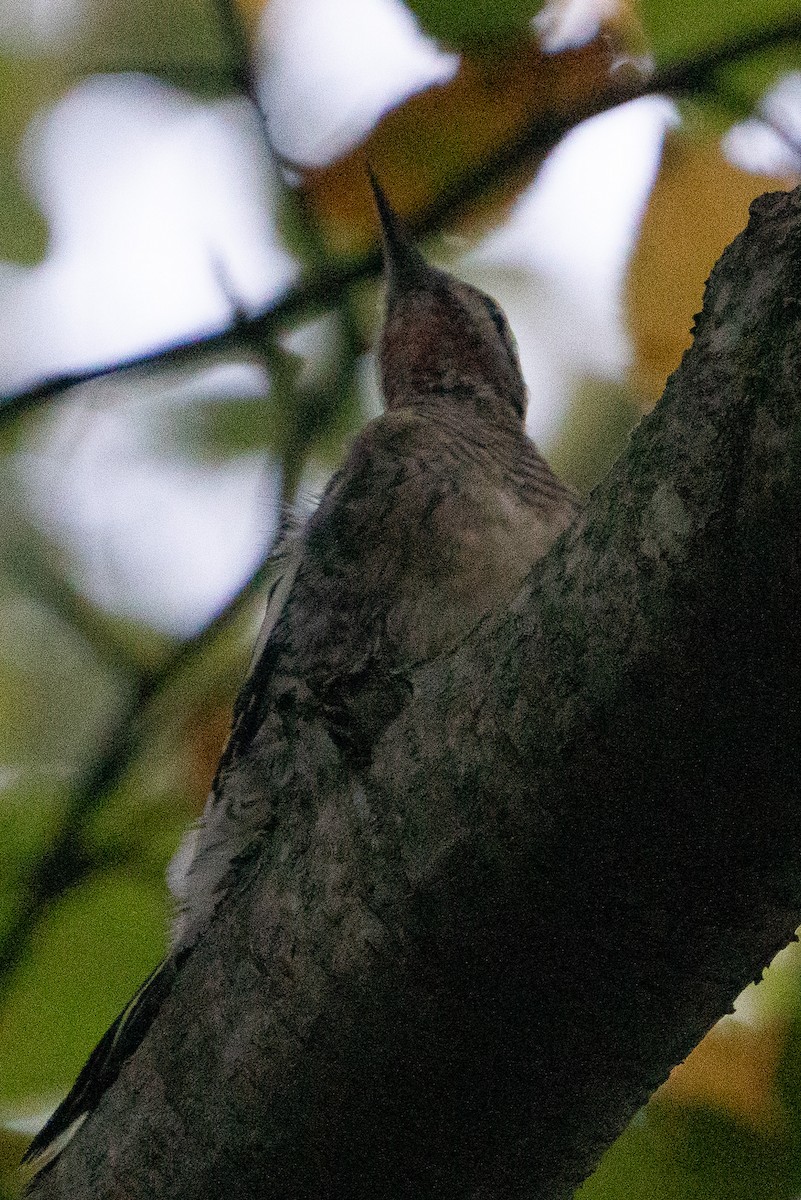 Yellow-bellied Sapsucker - ML609618573