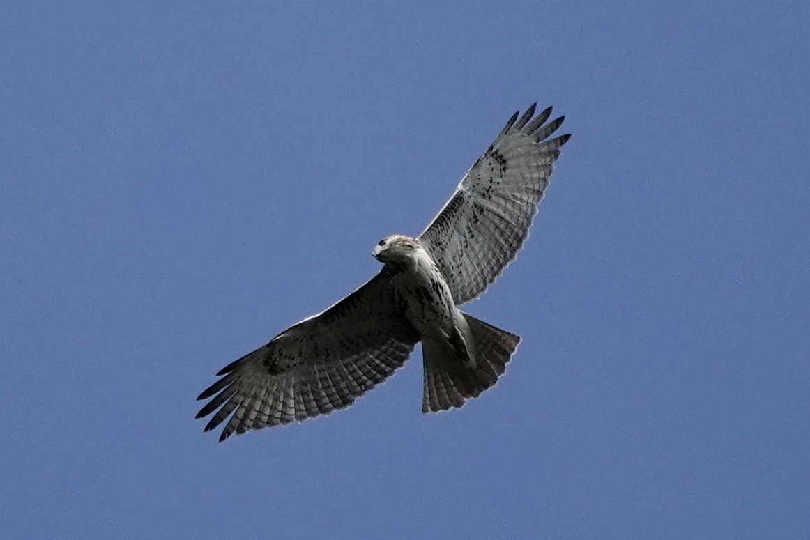 Red-tailed Hawk - ML609618624