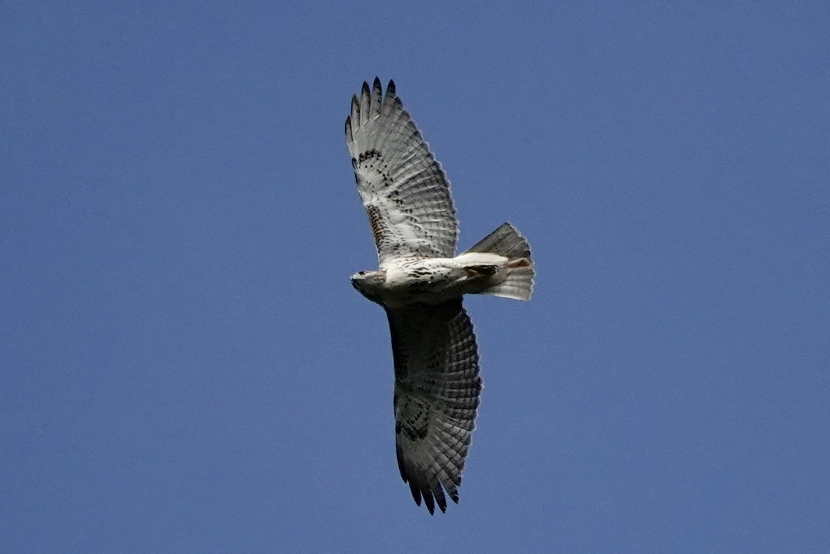 Red-tailed Hawk - ML609618625