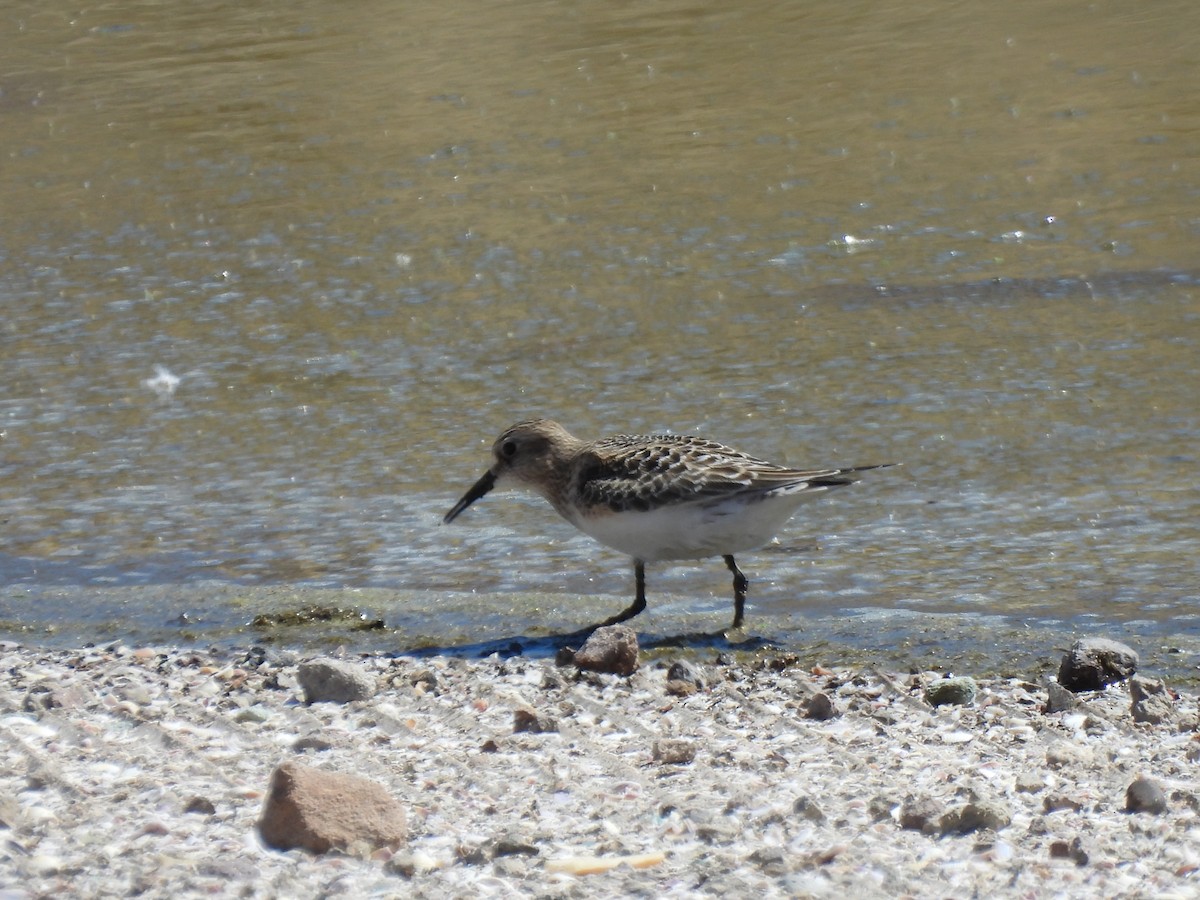 Baird's Sandpiper - ML609618672