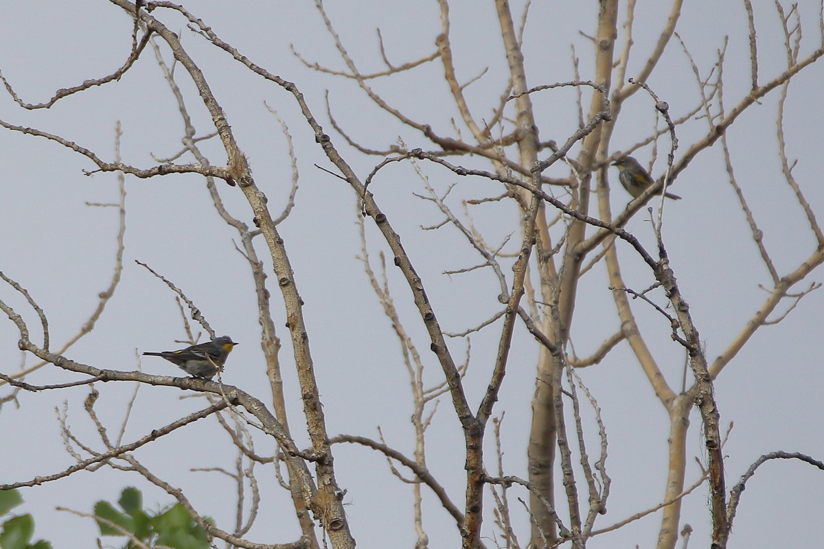 Yellow-rumped Warbler (Audubon's) - ML609619105