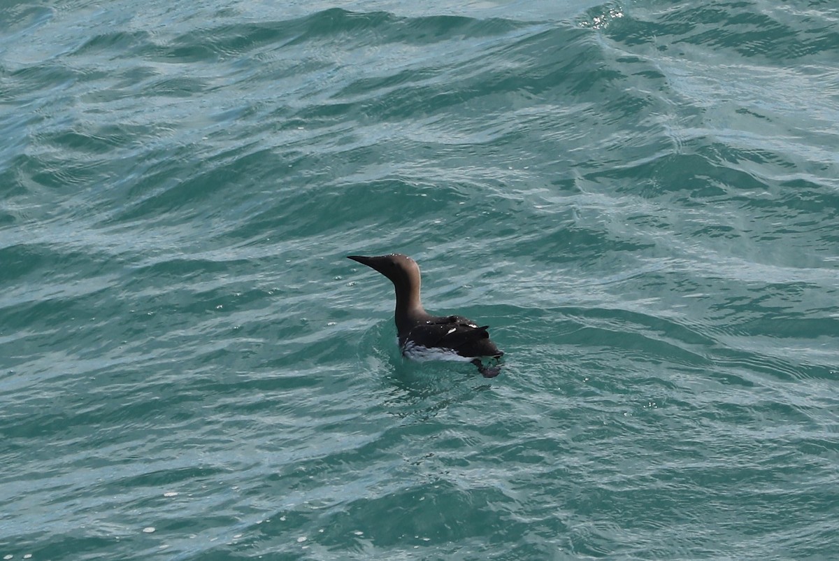 Common Murre - ML609619111