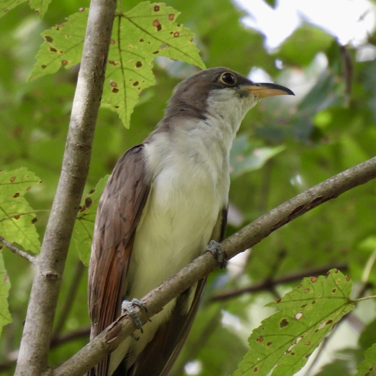 Yellow-billed Cuckoo - ML609619128