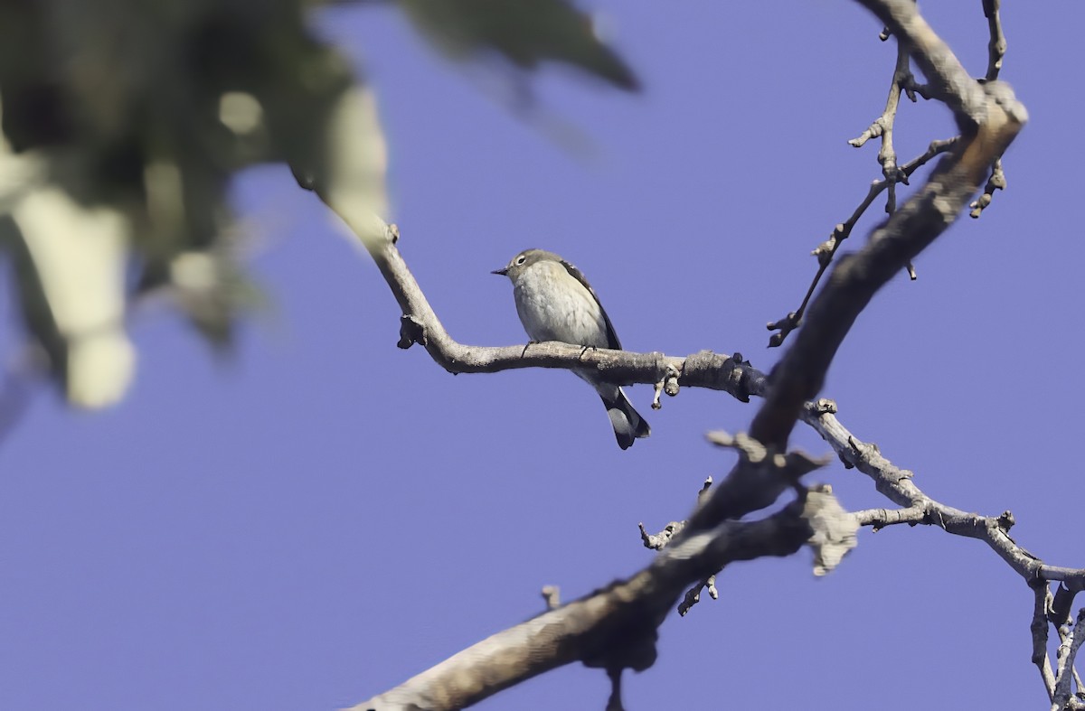 Yellow-rumped Warbler - ML609619139