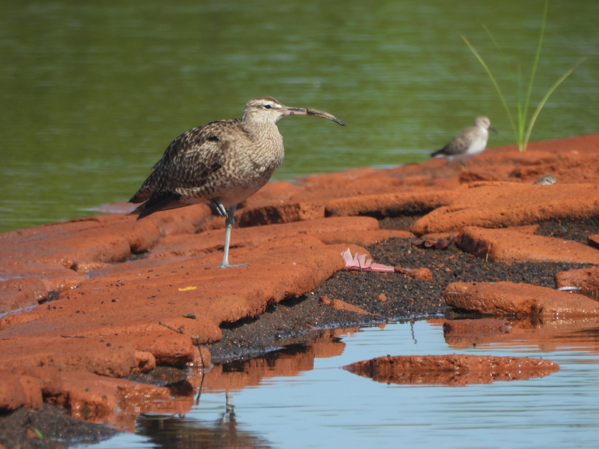 Whimbrel - ML609619175