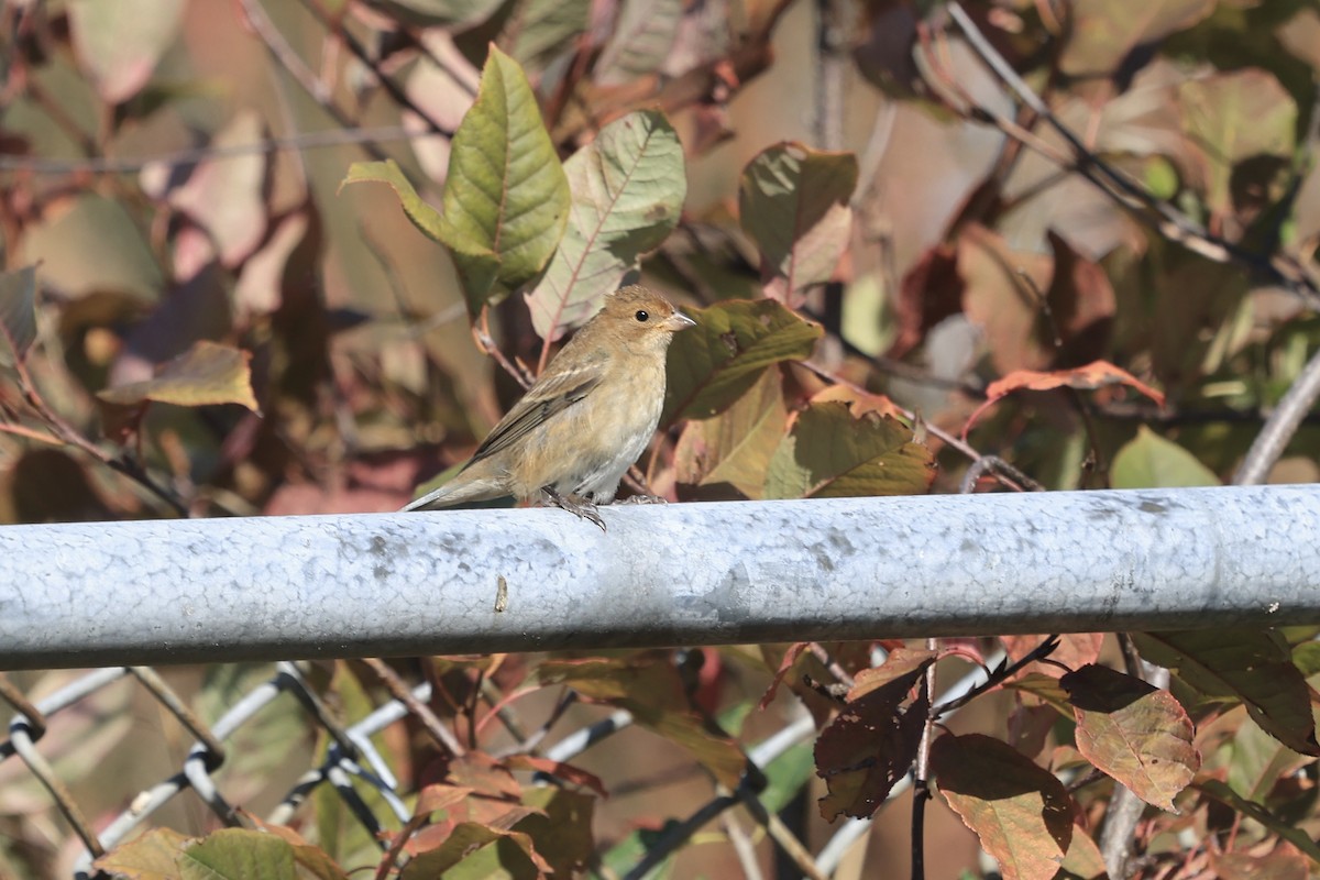 Indigo Bunting - ML609619298