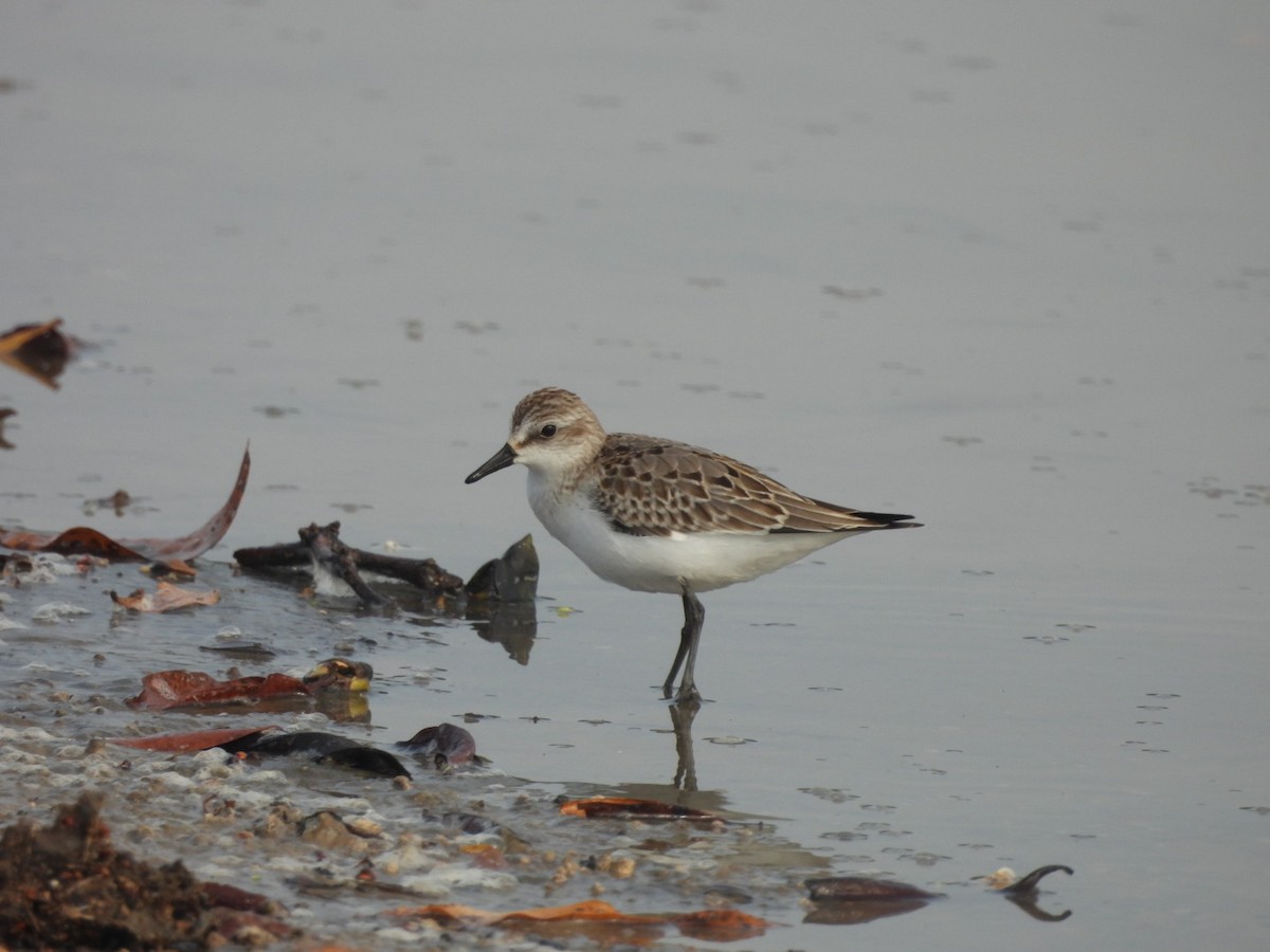 Semipalmated Sandpiper - ML609619315