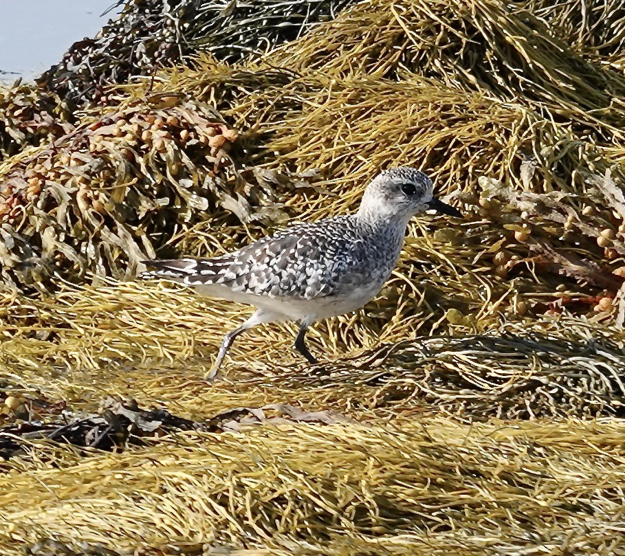 Black-bellied Plover - ML609619368