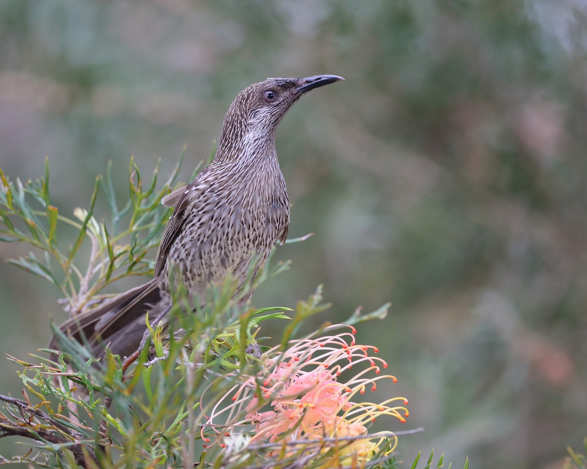 Little Wattlebird - ML609619508