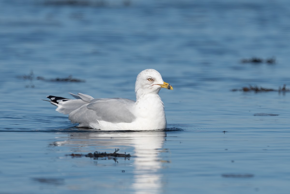 Ring-billed Gull - ML609619518