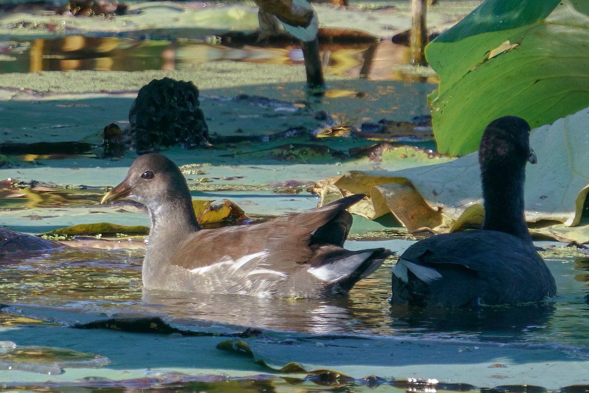 Gallinule d'Amérique - ML609619523