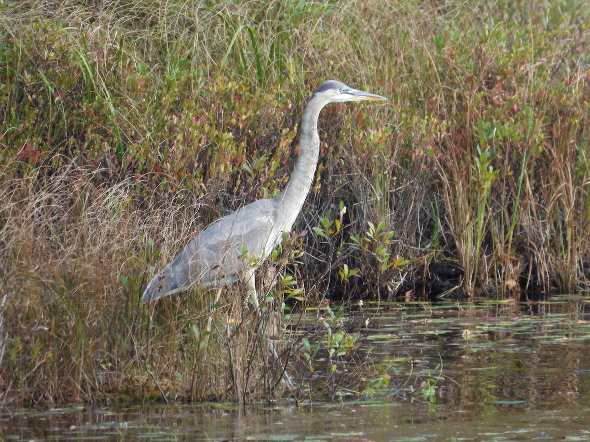 Great Blue Heron - ML609619572