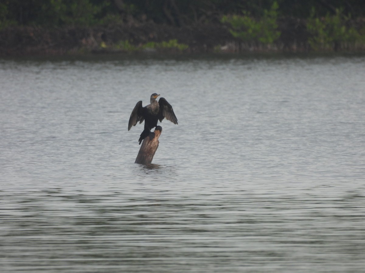 Neotropic Cormorant - ML609619678