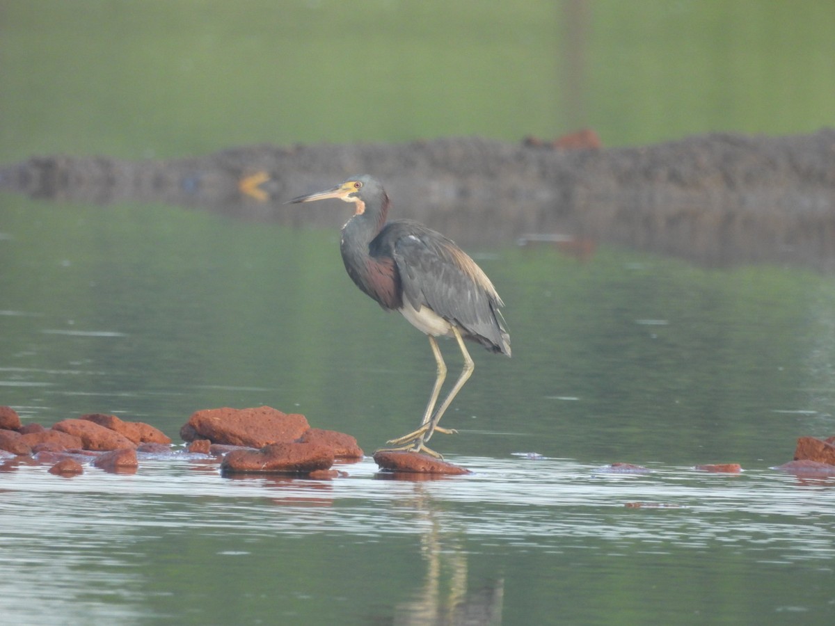 Tricolored Heron - ML609619705