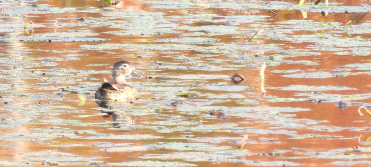 Wood Duck - ML609619839