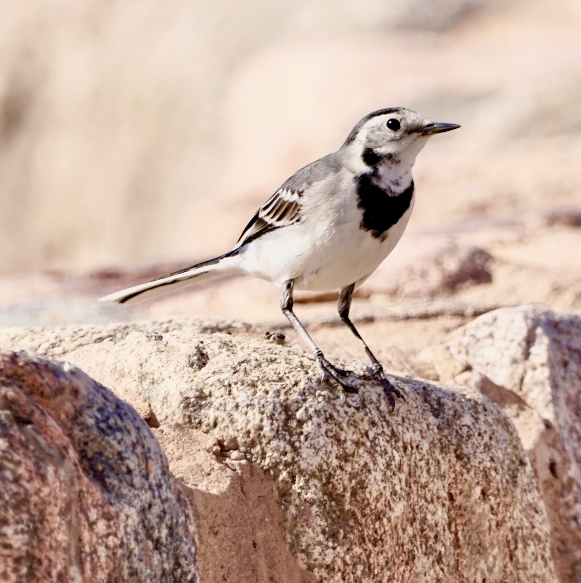 White Wagtail - ML609619846