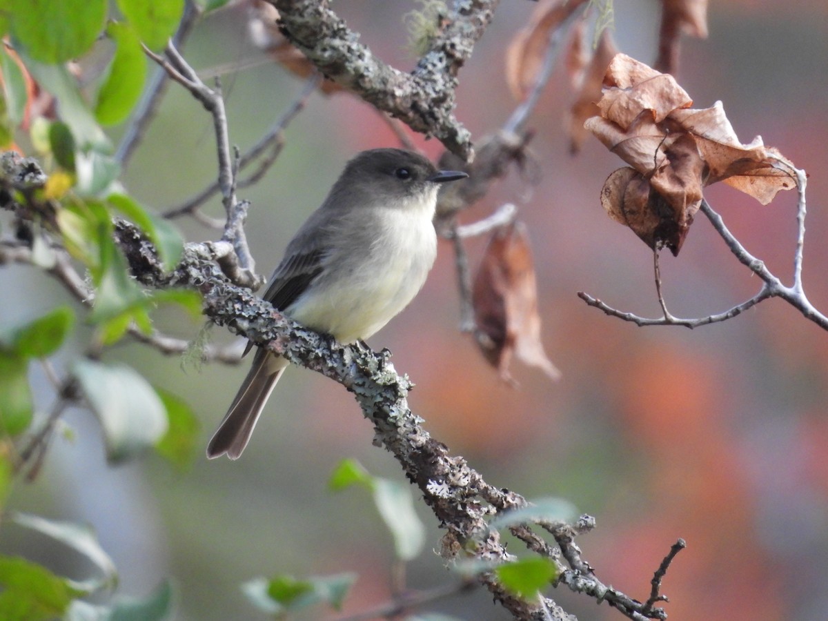 Eastern Phoebe - ML609619859